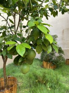 Patio_zone-001